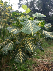 Magnoliopsida