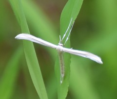 Hellinsia homodactylus