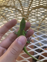Anolis carolinensis