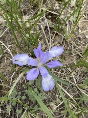 Iris lactea