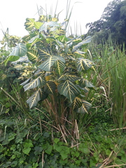 Magnoliopsida