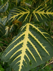 Magnoliopsida
