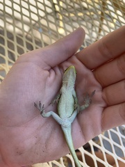 Anolis carolinensis
