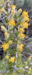 Tetradymia spinosa