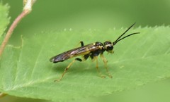 Tenthredo verticalis