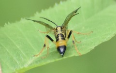 Tenthredo verticalis