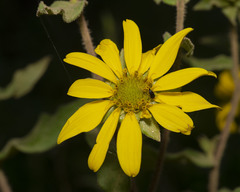 Silphium asperrimum