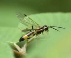 Tenthredo verticalis