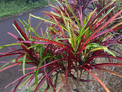 Codiaeum