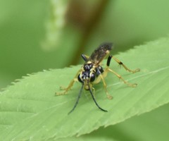 Tenthredo verticalis