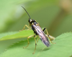 Tenthredo verticalis