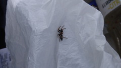 Poecilochroa variana