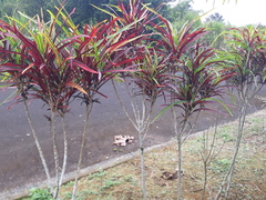 Codiaeum