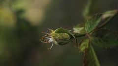 Rosa pouzinii