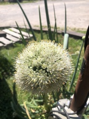 Allium cepa