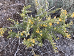 Tetradymia spinosa