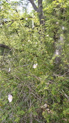 Rosa pouzinii