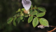Rosa pouzinii