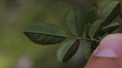 Rosa pouzinii