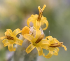 Tetradymia spinosa