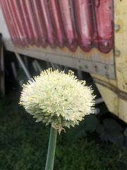 Allium cepa