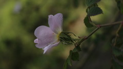 Rosa pouzinii