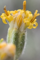 Tetradymia spinosa