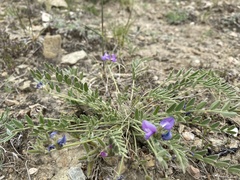 Gueldenstaedtia verna