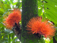 Brownea ariza