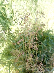 Poa pratensis