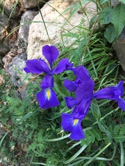 Iris latifolia