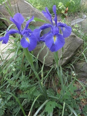 Iris latifolia