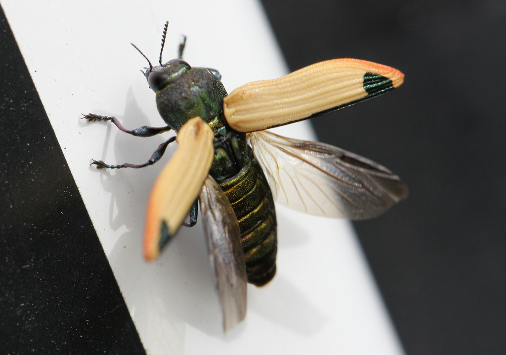 Castiarina fossoria