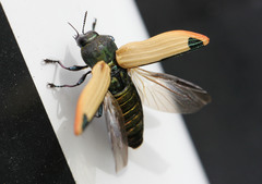 Castiarina fossoria