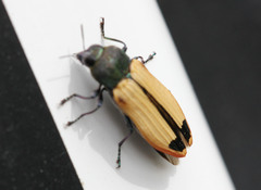 Castiarina fossoria
