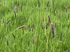 Alopecurus geniculatus