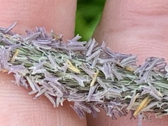 Alopecurus geniculatus