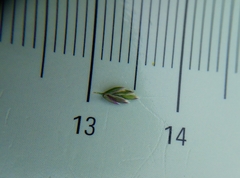 Poa pratensis