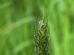 Alopecurus geniculatus