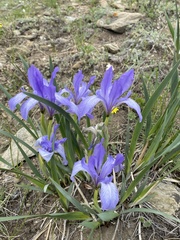 Iris lactea