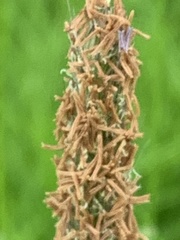 Alopecurus geniculatus