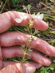 Teucrium pseudochamaepitys image