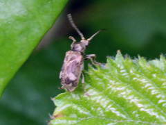 Ptinomorphus imperialis
