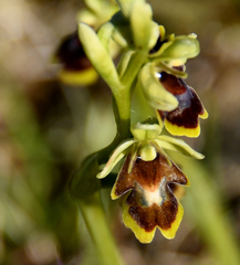 Ophrys insectifera aymoninii