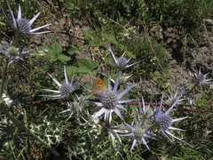 Eryngium bourgatii