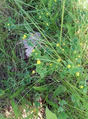 Medicago lupulina