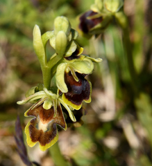 Ophrys insectifera aymoninii