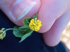 Medicago lupulina
