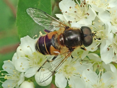 Eristalis nemorum