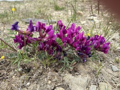 Oxytropis mixotriche